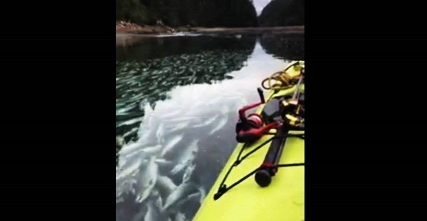 VIDEO Na Aljasci pomor lososa, zbog visokih temperatura doživjeli srčani udar
